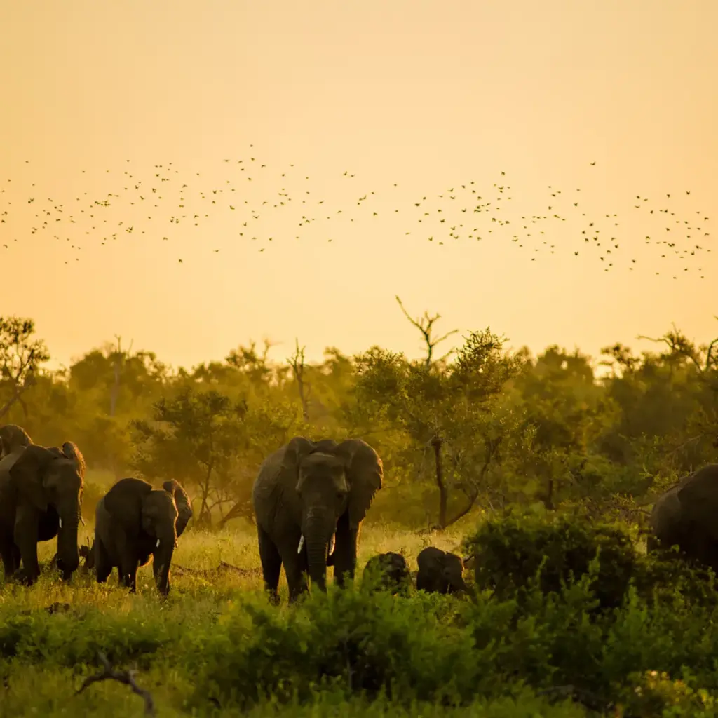 Secretos del Sur de África