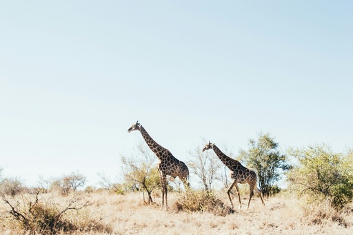 [9141] Sudáfrica Gran Trek