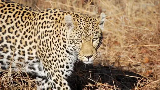Esencia de Sudáfrica